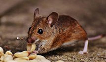 24 Hour & Emergency Exterminators in Castle Dale, UT